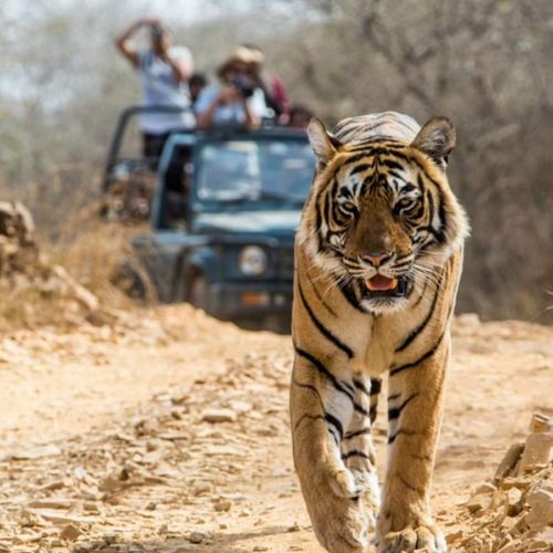 Corbett tour with Omatrav, Corbett tour, Corbett tour package Corbett tour image